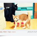 담초 이미지