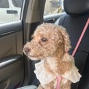 마오네 문덕점 이미지