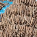 더덕쟁이 이미지