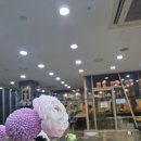 밀독(MILLDOG) 이미지