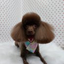 펫피파니 이미지