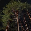 자작나무숲펜션 이미지