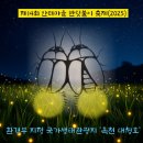 옥천 안터마을 반딧불이 축제 후기