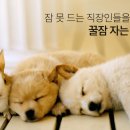 꿀잠 이미지