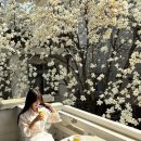 목련6단지 609동 앞 | 대구 교동 카페 어노잉 목련 개화현황 +영업종료 안내 25.03.26.