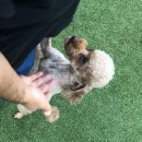 더 퍼피즈 블루오션 이미지