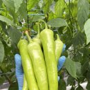 전북고추 이미지