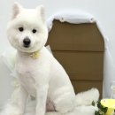 뽀송그루밍 | [성남 애견미용/중원구 애견미용/금광동 애견미용]_사모예드