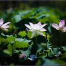 상림농장 이미지