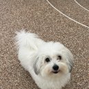 글로리퍼피 이미지