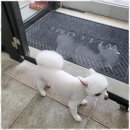 오키독키 | 이천애견놀이터 이천에서 만난 최고 반려견 미용샵 오키독키