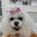 더도그맨션 이미지