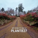 827 | 제주 월평동 카페 플랜트827 후기｜5살 아이와 동백꽃 산책
