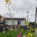 안덕면사무소 앞 이미지