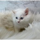 상상도그 이미지