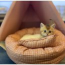 상상도그 이미지