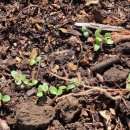 하나로농장-3 이미지