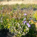 영하슈퍼 이미지