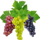 포도(Grape)