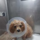 성모동물병원 이미지