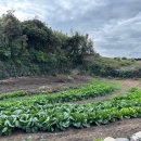 평대1986 이미지