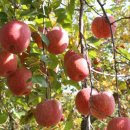 김기수농장 이미지