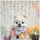 행복한 애견 미용 이미지