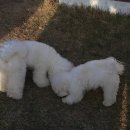 플레이 바우 이미지