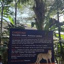 킹덤 | 🇹🇭 푸켓 타이거 킹덤 후기 feat 백호