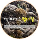 양동진동물병원(출장전문) | [인천 연수구] 동춘동 파충류샵 '비바어스 렙타일', 인천 도마뱀, 인천 비바리움 전문 매장
