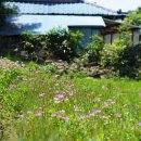 자운영 Astragalus sinicus L.(콩과 황기속) 이미지