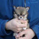 깜찍하개 이미지