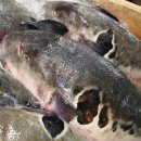 복어마을 이미지