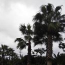 야자수정원 이미지