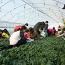 올리고마을영농조합법인 이미지