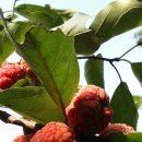 풍년산장 이미지