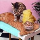 CAT 이미지