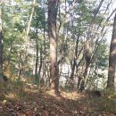 댕바우 티스토리