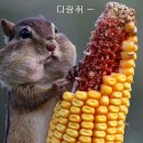 소리네돼지국밥 Daum카페