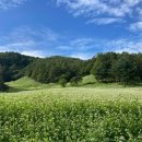 충청북도 청주시 | [충청북도 청주시] 추정리 메밀밭