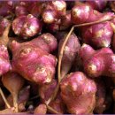 빨간돼지 이미지