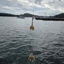 여수쭈꾸미 | 여수 쭈꾸미낚시 다녀온후기