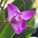 Dendrobium Kingianum Pink Rock Orchid 이미지