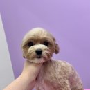 멍균관대 이미지