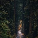 자연의꿈 이미지