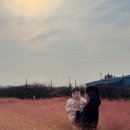 토성 | 청주 핑크뮬리 카페 토성마을 후기 소금빵 맛집 아기랑