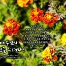 PICTURE&amp;TEXT_20261011_예수님의 화평을 누려라!_엡 2장 15-16a절_오순절 후 스무 번째 주일 묵상_메리골드_꽃말 이미지