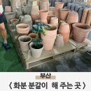 미래꽃화분 | 화분구매와 분갈이꿀팁 미래꽃화분 찐 후기