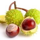 마로니에 이미지