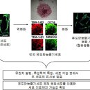 유도만능줄기세포 이용해 세포치료제’ 만든다 이미지